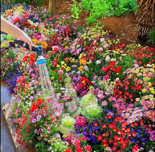 Mixed Perennial Flowers Seeds